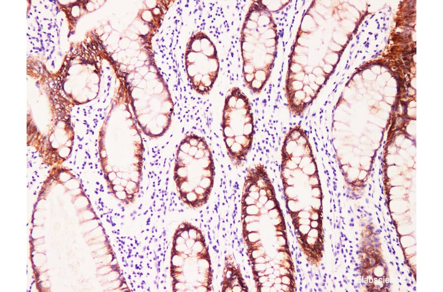 Validation Data - Anti-Claudin 7 Antibody [YN00516m] (A288772)