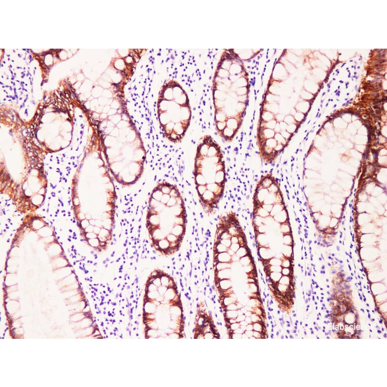 Validation Data - Anti-Claudin 7 Antibody [YN00516m] (A288772)