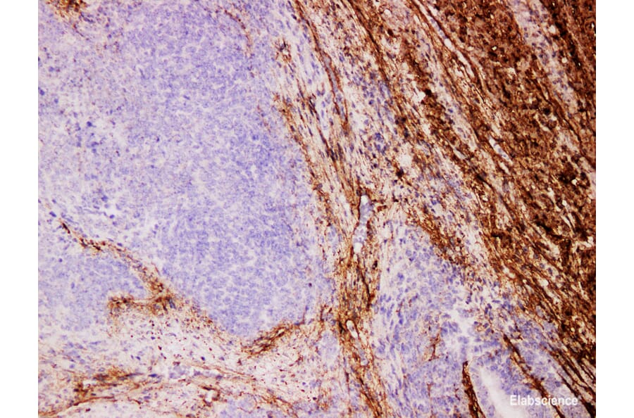 Validation Data - Anti-Collagen Type III Antibody [YN00536m] (A288773)