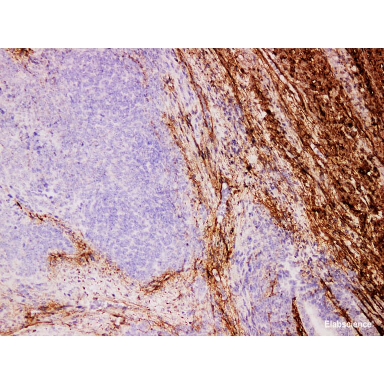 Validation Data - Anti-Collagen Type III Antibody [YN00536m] (A288773)