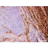 Validation Data - Anti-Collagen Type III Antibody [YN00536m] (A288773)
