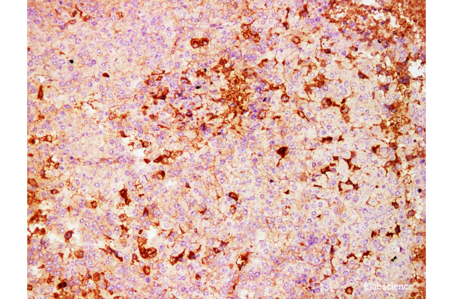 Validation Data - Anti-S100A4 Antibody [YN01476m] (A288775)