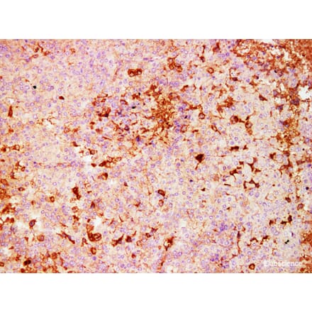 Validation Data - Anti-S100A4 Antibody [YN01476m] (A288775)