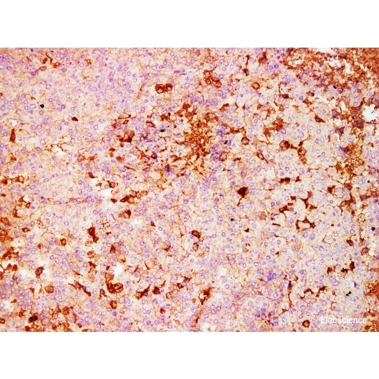 Validation Data - Anti-S100A4 Antibody [YN01476m] (A288775)
