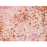 Validation Data - Anti-S100A4 Antibody [YN01476m] (A288775)