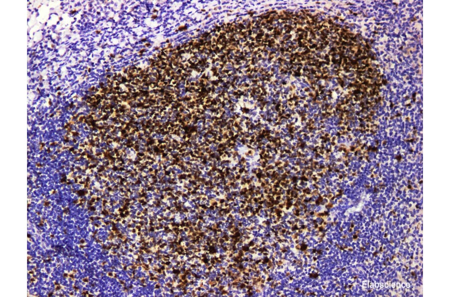 Validation Data - Anti-Topoisomerase IIa Antibody [YN01635m] (A288776)