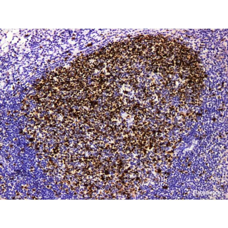Validation Data - Anti-Topoisomerase IIa Antibody [YN01635m] (A288776)