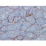 Validation Data - Anti-Vimentin Antibody [YN01685m] (A288777)