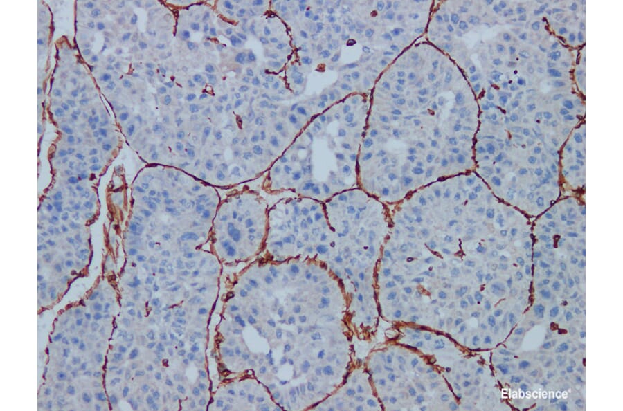 Validation Data - Anti-Vimentin Antibody [YN01685r] (A288778)