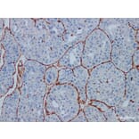 Validation Data - Anti-Vimentin Antibody [YN01685r] (A288778)