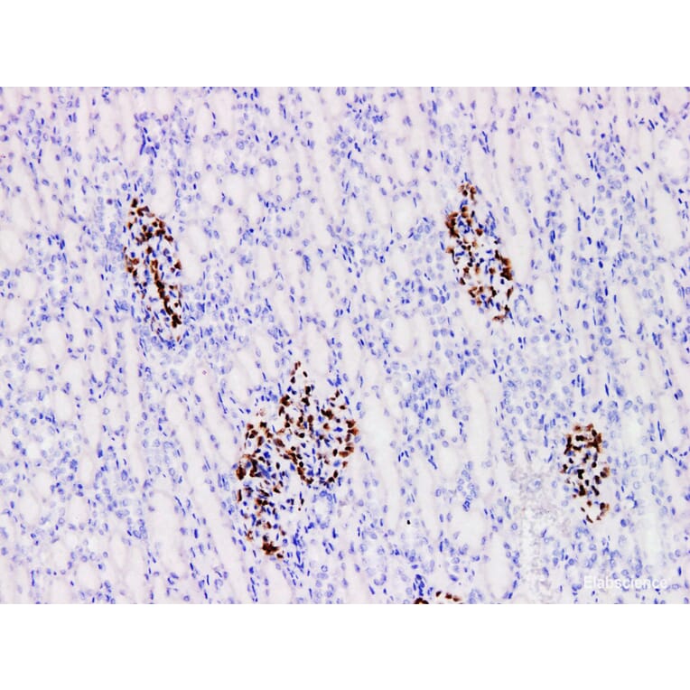Validation Data - Anti-Wilms' Tumor 1(WT1) Antibody [YN01705m] (A288779)