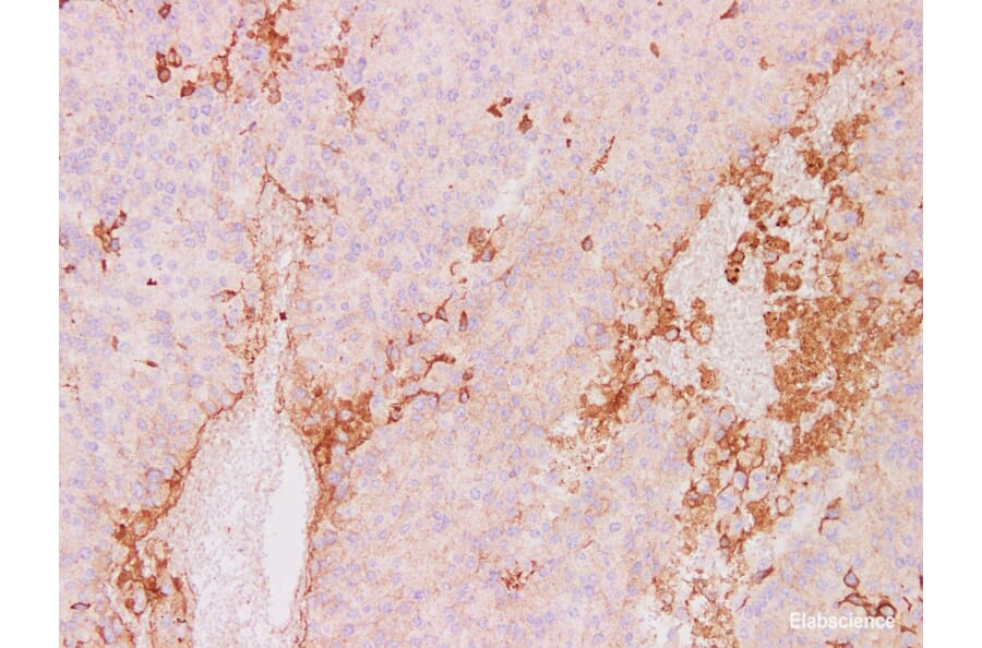 Validation Data - Anti-CD63 Antibody [YN00406m] (A288781)