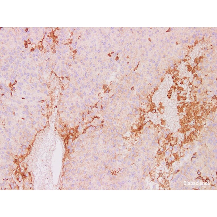 Validation Data - Anti-CD63 Antibody [YN00406m] (A288781)