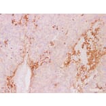 Validation Data - Anti-CD63 Antibody [YN00406m] (A288781)