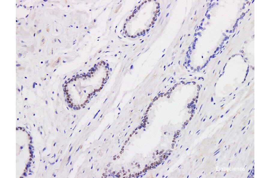 Validation Data - Anti-Androgen Receptor(AR) Antibody [YN00076m] (A288784)