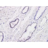 Validation Data - Anti-Androgen Receptor(AR) Antibody [YN00076m] (A288784)