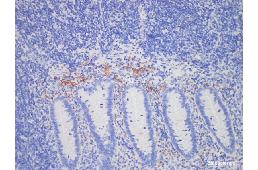 Validation Data - Anti-Calretinin(CR) Antibody [YN00166m] (A288785)