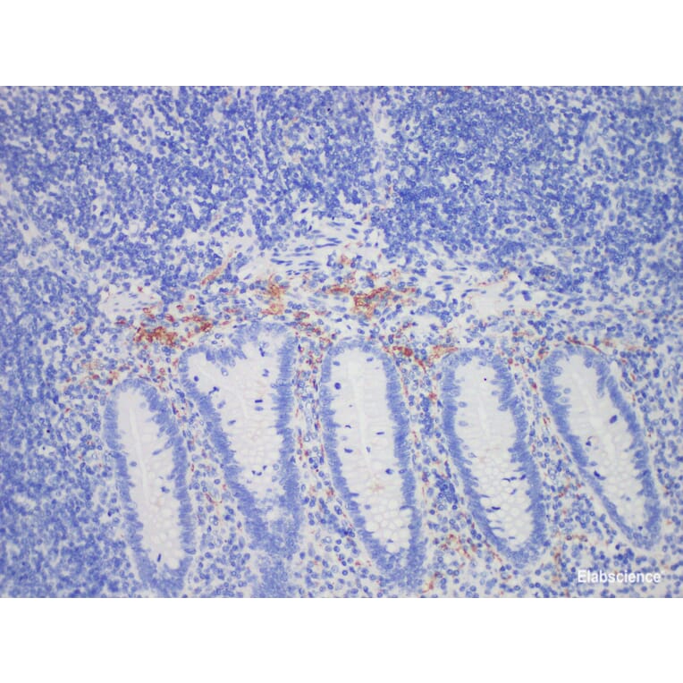 Validation Data - Anti-Calretinin(CR) Antibody [YN00166m] (A288785)