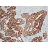 Validation Data - Anti-Cytokeratin 19 Antibody [YN00705m] (A288786)