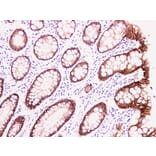 Validation Data - Anti-Claudin 4 Antibody [YN00506m] (A288787)