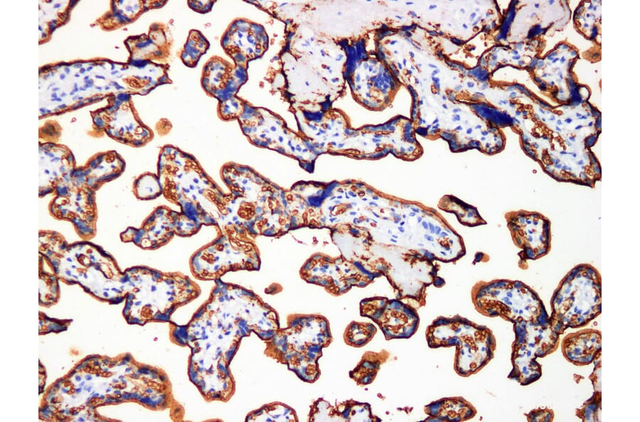 Validation Data - Anti-GLUT-1 Antibody [YN00886m] (A288788)