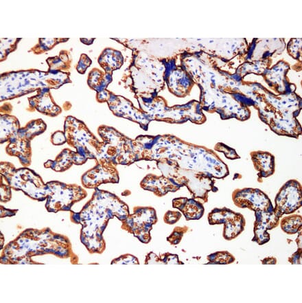 Validation Data - Anti-GLUT-1 Antibody [YN00886m] (A288788)