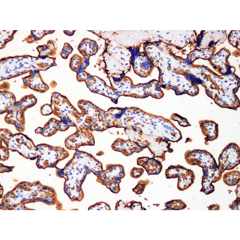 Validation Data - Anti-GLUT-1 Antibody [YN00886m] (A288788)