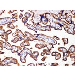 Validation Data - Anti-GLUT-1 Antibody [YN00886m] (A288788)