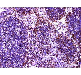 Validation Data - Anti-MCM2 Antibody [YN01046m] (A288789)