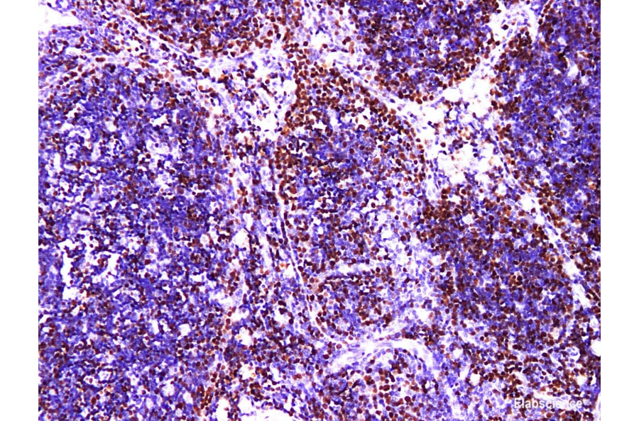 Validation Data - Anti-MCM2 Antibody [YN01046m] (A288789)