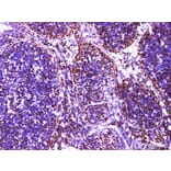 Validation Data - Anti-MCM2 Antibody [YN01046m] (A288789)