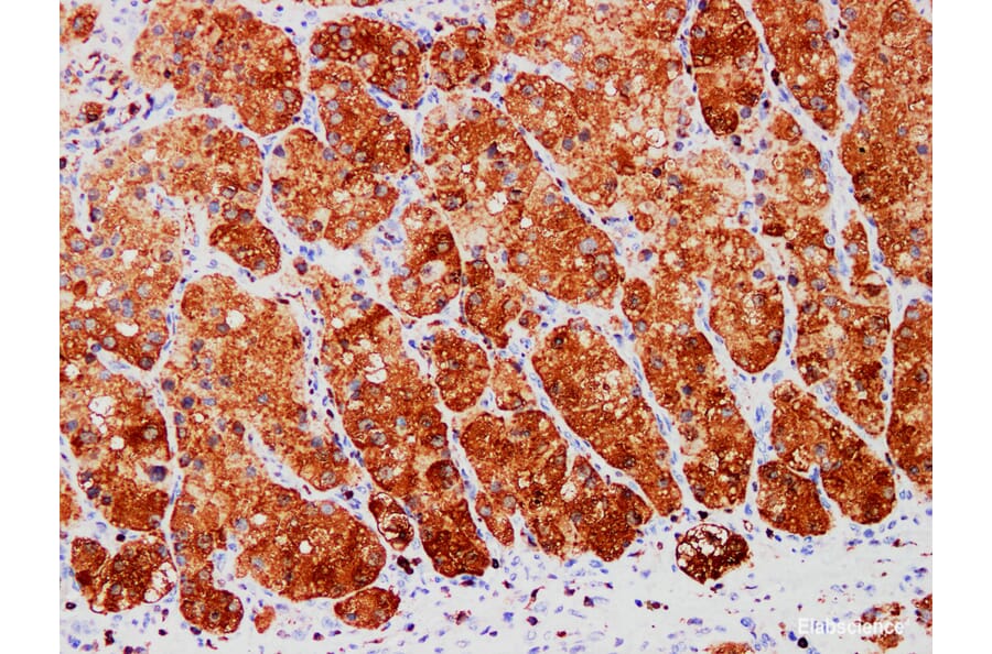 Validation Data - Anti-S100A1 Antibody [YN01466m] (A288791)