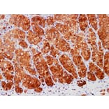 Validation Data - Anti-S100A1 Antibody [YN01466m] (A288791)