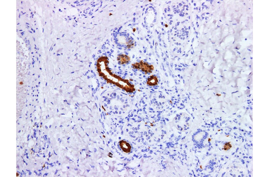 Validation Data - Anti-S100P Antibody [YN01495m] (A288792)