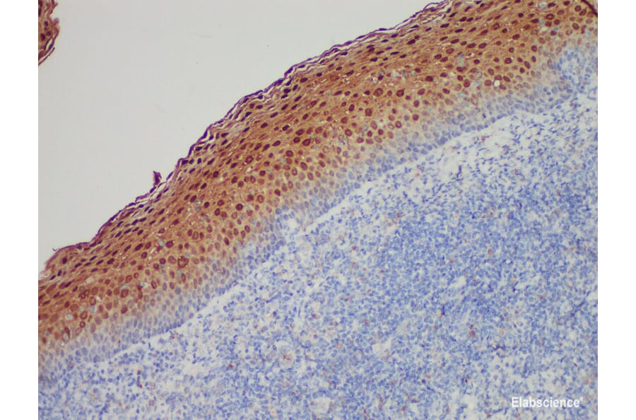 Validation Data - Anti-Annexin A1 Antibody [YN00086m] (A288794)