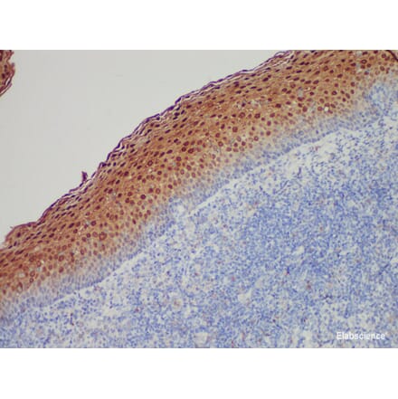 Validation Data - Anti-Annexin A1 Antibody [YN00086m] (A288794)