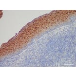 Validation Data - Anti-Annexin A1 Antibody [YN00086m] (A288794)