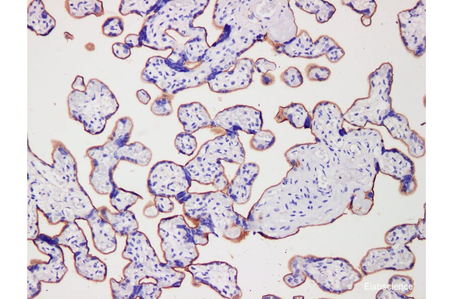 Validation Data - Anti-CD105 Antibody [YN00456m] (A288796)