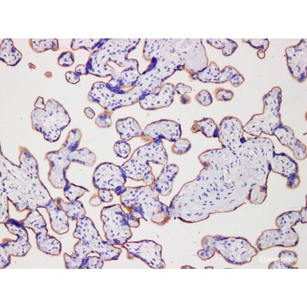 Validation Data - Anti-CD105 Antibody [YN00456m] (A288796)