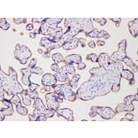 Validation Data - Anti-CD105 Antibody [YN00456m] (A288796)