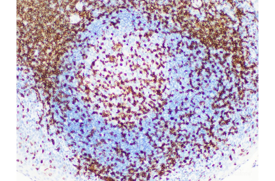 Validation Data - Anti-CD3 Antibody [YN00205r] (A288797)
