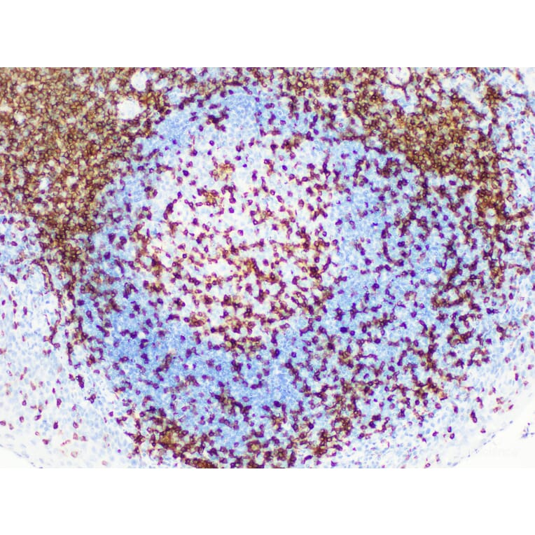 Validation Data - Anti-CD3 Antibody [YN00205r] (A288797)