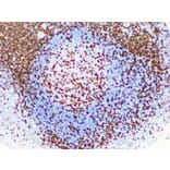 Validation Data - Anti-CD3 Antibody [YN00205r] (A288797)