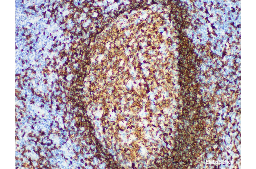 Validation Data - Anti-CD79a Antibody [YN00435m] (A288798)