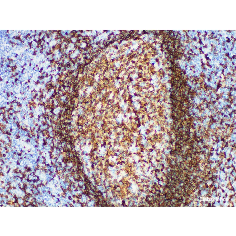 Validation Data - Anti-CD79a Antibody [YN00435m] (A288798)