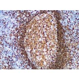 Validation Data - Anti-CD79a Antibody [YN00435m] (A288798)