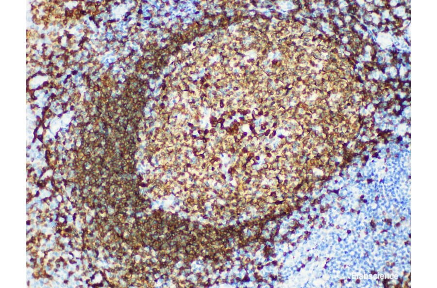 Validation Data - Anti-CD79a Antibody [YN00435r] (A288799)