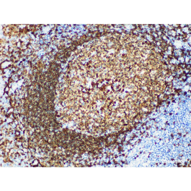 Validation Data - Anti-CD79a Antibody [YN00435r] (A288799)