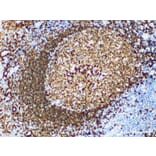 Validation Data - Anti-CD79a Antibody [YN00435r] (A288799)
