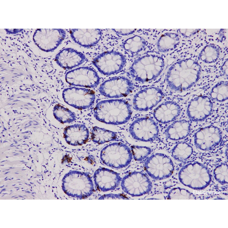 Validation Data - Anti-Chromogranin A Antibody [YN00486r] (A288800)
